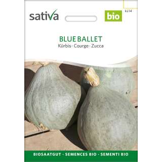 Kürbis Blue Ballet - Cucurbita maxima  - BIOSAMEN