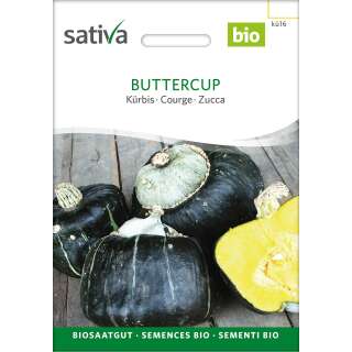 Kürbis Buttercup - Cucurbita maxima  - BIOSAMEN