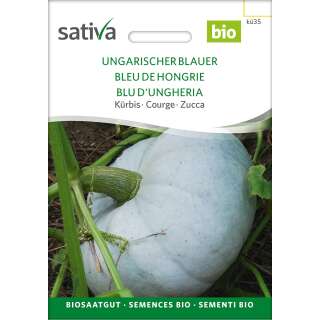 Kürbis Ungarischer Blauer - Cucurbita maxima  - BIOSAMEN