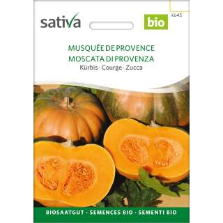 Kürbis Musqueé de Provence - Cucurbita moschata  - BIOSAMEN