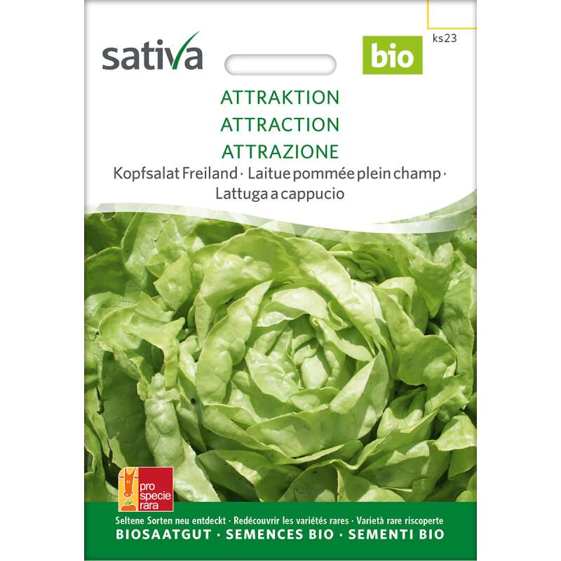 Kopfsalat Freiland Attraktion - Lactuca sativa- BIOSAMEN