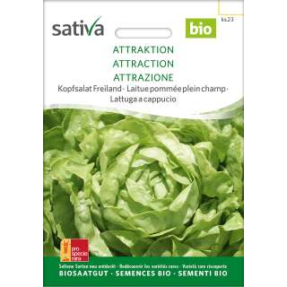 Kopfsalat Freiland Attraktion - Lactuca sativa- BIOSAMEN