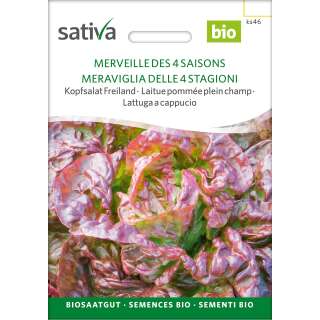 Kopfsalat Merveille des 4 saisons - Lactuca sativa  - BIOSAMEN