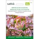 Kopfsalat Merveille des 4 saisons - Lactuca sativa  - BIOSAMEN