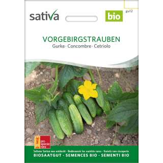 Gurke Vorgebirgstrauben - Cucumis sativus- BIOSAMEN