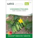 Gurke Vorgebirgstrauben - Cucumis sativus- BIOSAMEN