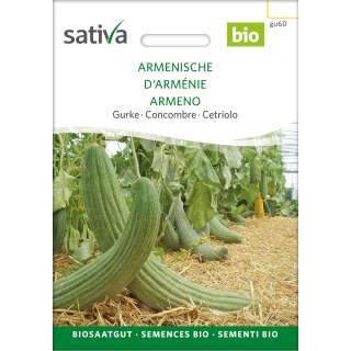 Gurke Armenische - Cucumis melo  - BIOSAMEN