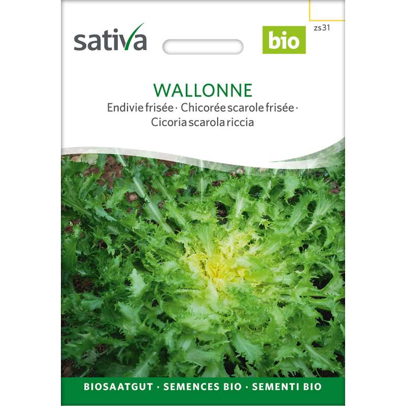 Endivie Wallonne - Cichorium endivia - BIOSAMEN
