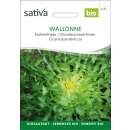 Endivie Wallonne - Cichorium endivia - BIOSAMEN