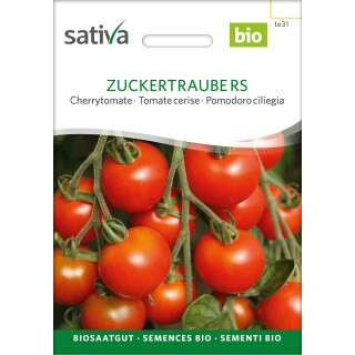 Tomate, rote Cherrytomate Zuckertraube - Lycopersicon esculentum  - BIOSAMEN
