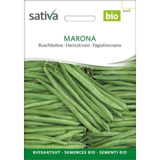 Buschbohne Marona - Phaseolus vulgaris  - BIOSAMEN