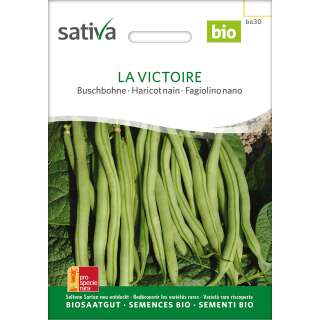 Buschbohne Victoire - Phaseolus vulgaris  - BIOSAMEN