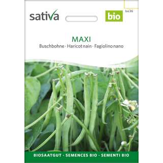 Buschbohne Maxi - Phaseolus vulgaris  - BIOSAMEN