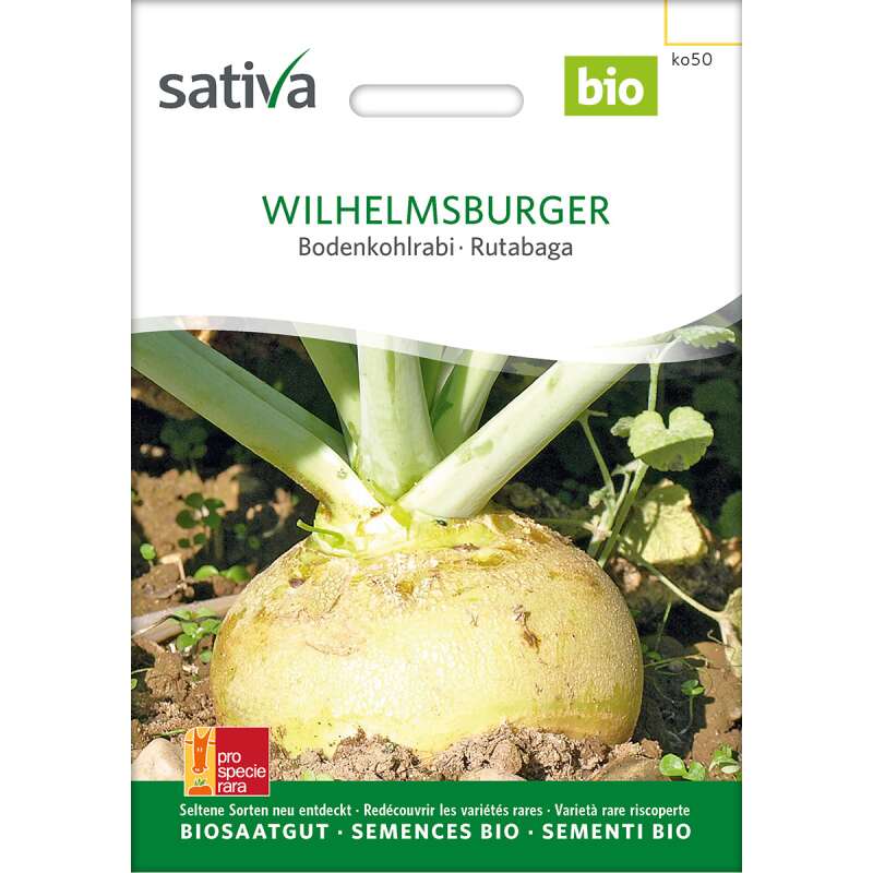 Bodenkohlrabi, Kohlrübe Wilhelmsburger - Brassica napus  - BIOSAMEN