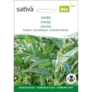 Salbei - Salvia officinalis - BIOSAMEN