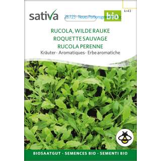 Rucola, Rauke mehrjährig - Diplotaxis tenuifolia  -...