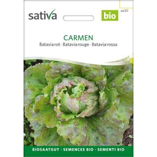 Batavia rot Carmen - Lactuca sativa  - BIOSAMEN