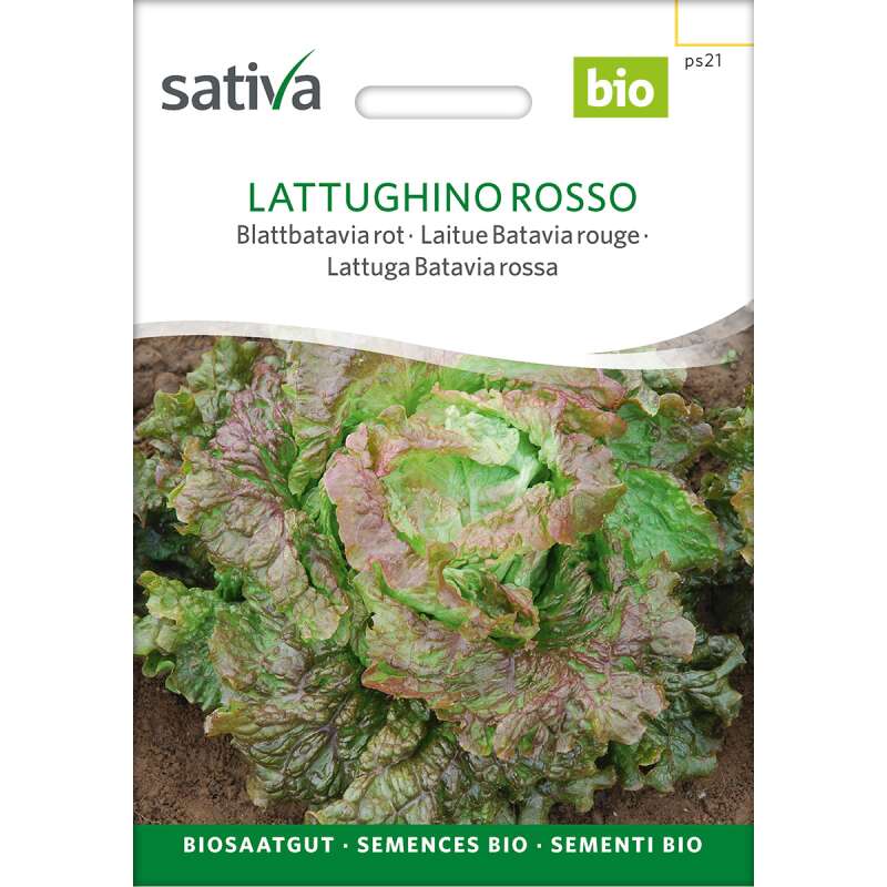 Blattbatavia rot Lattughino - Lactuca sativa  - BIOSAMEN