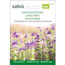 Salbei, Buntschopfsalbei - Salvia hormium - BIOSAMEN
