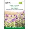 Salbei, Buntschopfsalbei - Salvia hormium - BIOSAMEN