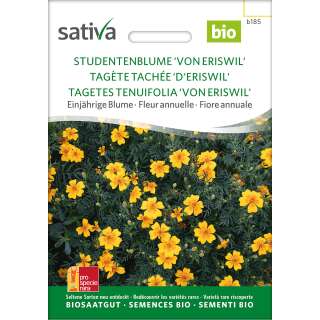 Studentenblume Von Eriswil - Tagetes tenuifolia- BIOSAMEN