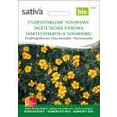 Studentenblume Von Eriswil - Tagetes tenuifolia- BIOSAMEN