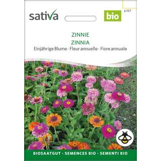 Zinnie - Zinnia elegans - BIOSAMEN