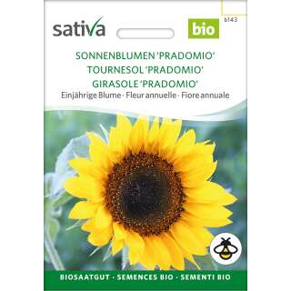 Sonnenblume Pradomio - Helianthus annuus - BIOSAMEN