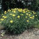Rindsauge - Buphtalmum salicifolium  - Demeter biologische Samen