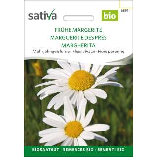 Margerite, Wiesenmargerite - Chrysanthemum leucanthemum  - BIOSAMEN