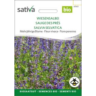 Salbei, Wiesensalbei - Salvia pratensis  - BIOSAMEN