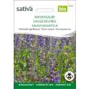 Salbei, Wiesensalbei - Salvia pratensis  - BIOSAMEN