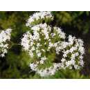 Baldrian - Valeriana officinalis - Demeter biologische Samen