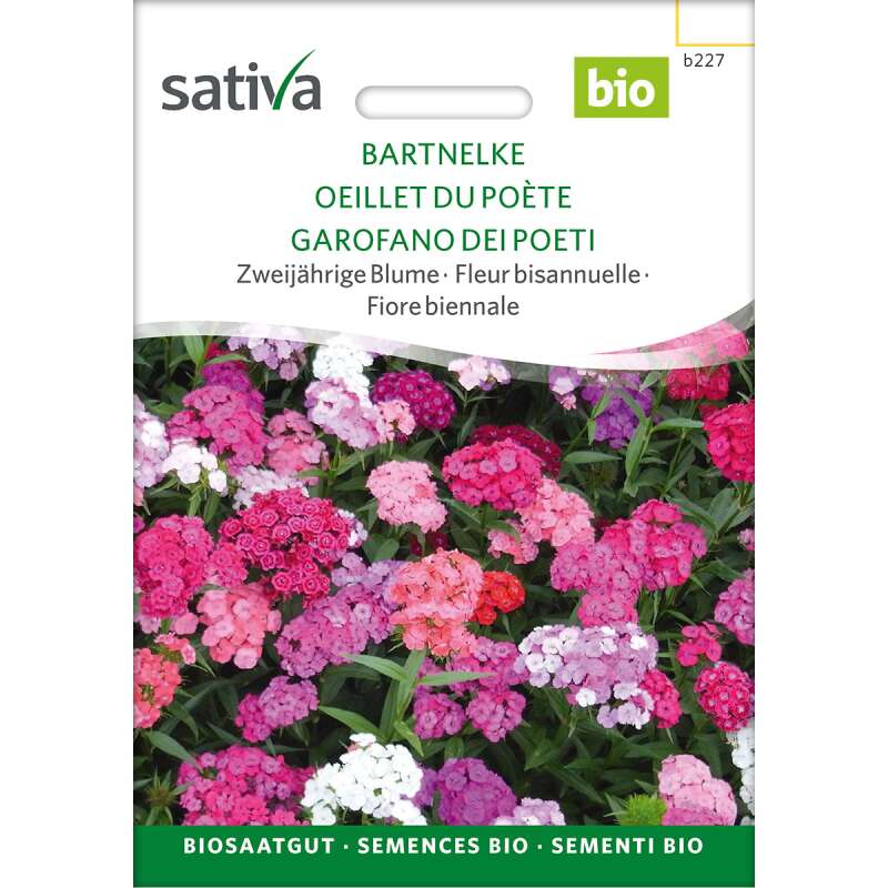 Bartnelke (gemischt) - Dianthus barbatus - BIOSAMEN