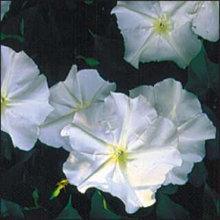 Mondblume, Moonflower - Ipomoea noctiflora - Samen
