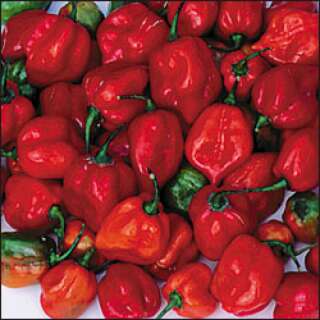 Chili Habanero Red - Capsicum chinense - Samen