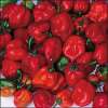 Chili Habanero Red - Capsicum chinense - Samen