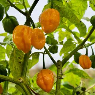 Chili Habanero Orange - Capsicum chinense - Samen