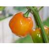 Chili Habanero Orange - Capsicum chinense - Samen