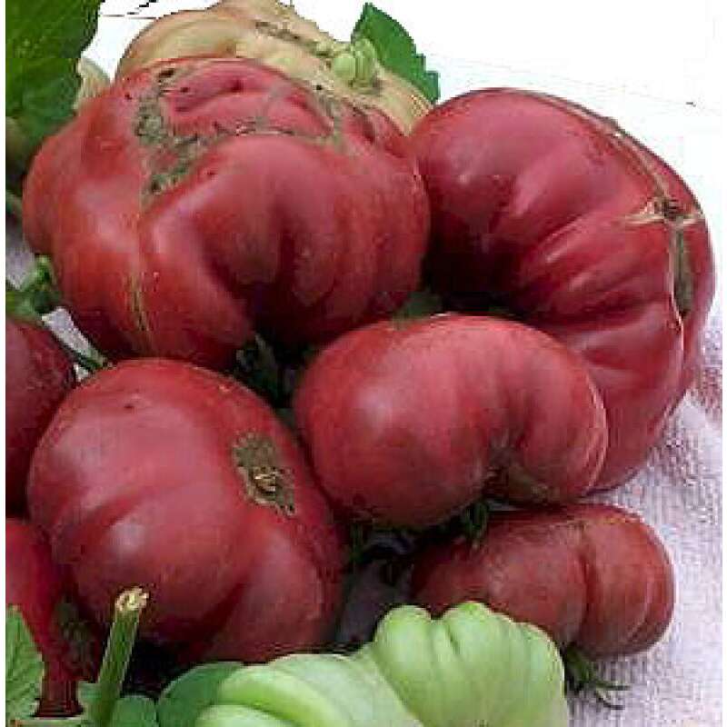 Samen Tomate Purple Calabash 5 SAFTIG und FEIN!