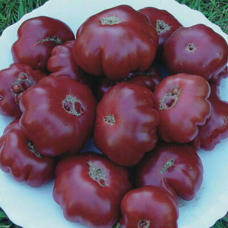 Samen Tomate Purple Calabash 5 SAFTIG und FEIN!