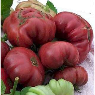 Tomate Purple Calabash - Lycopersicon esculentum -...