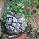 Schildkrötenpflanze - Dioscorea elephantipes - Samen