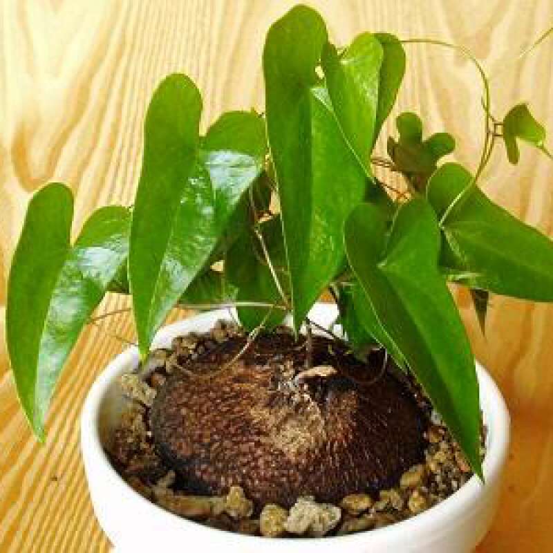 Schildkrötenpflanze - Dioscorea sylvatica - Samen