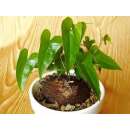 Schildkrötenpflanze - Dioscorea sylvatica - Samen