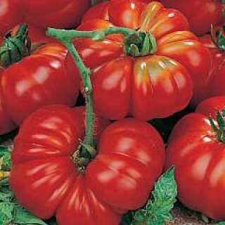 Tomate COSTOLUTO GENOVESE - Lycopersicon esculentum -...
