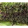 Spargel Mary Washington - Asparagus officinalis - Samen