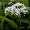 Bärlauch - Allium ursinum - Samen