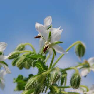 Borretsch, weissblühend, Gurkenkraut - Borago officinalis Alba - Samen