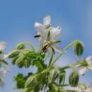 Borretsch, weissblühend, Gurkenkraut - Borago...